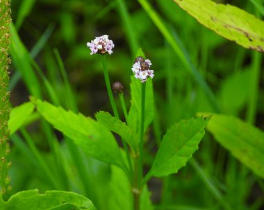 Phyla Lanceolata (Lance yapraklı Sis Meyvesi) Kuzey Amerika Yerlisi Yaban Çiçeği