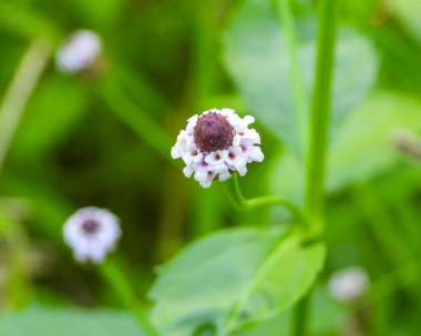 Phyla Lanceolata (Lance yapraklı Sis Meyvesi) Kuzey Amerika Yerlisi Yaban Çiçeği