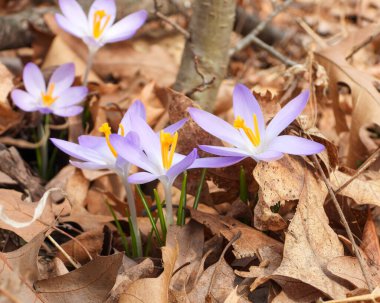 Ormanda çiçek açan Orman Crocus Çiçekleri