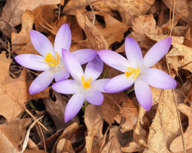 Ormanda çiçek açan Orman Crocus Çiçekleri