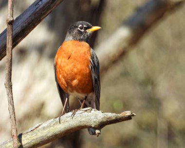 Amerikalı Robin (Turdus migratorius) Kuzey Amerika Thrush Bird