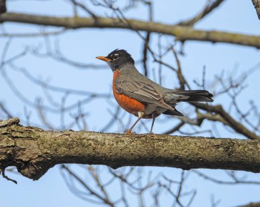 Amerikalı Robin (Turdus migratorius) Kuzey Amerika Thrush Bird