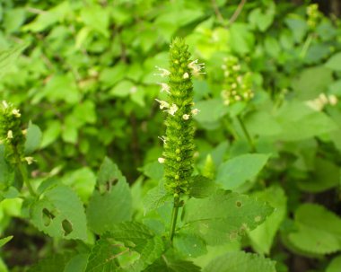 Agastache nepetoidleri (Sarı Dev Hyssop) Yerli Kuzey Amerika Yaban Çiçeği