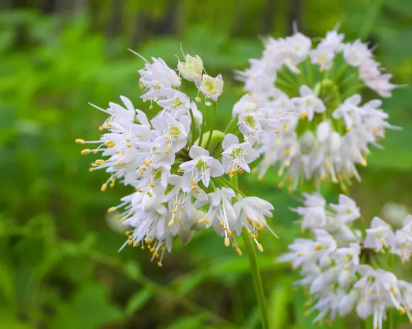 Allium Cernuum Nodding Wild Onion Flor Silvestre Nativa Norte Americana — Fotografia de Stock