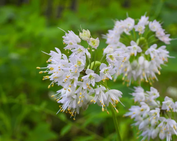 Allium Cernuum Vahşi Soğan Kuzey Amerika Yerlisi Yabani Çiçek — Stok fotoğraf