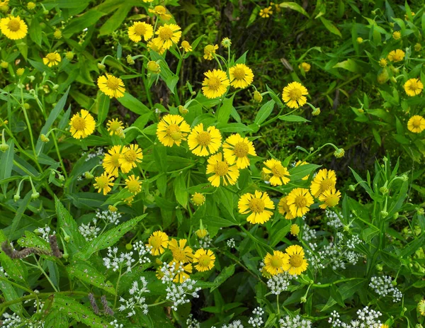 Helenium Autumnale Sneezeweed Native North American Wetland Wildflower — Stock Photo, Image