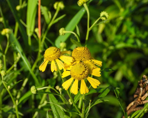 Helenium Autumnale Sneezeweed Native North American Wetland Wildflower — Fotografia de Stock