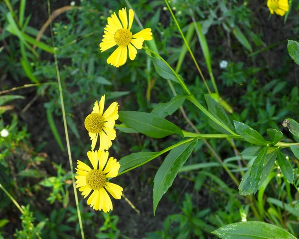 Helenium Autumnale Sneezeweed Native North American Wetland Wildflower — Fotografia de Stock