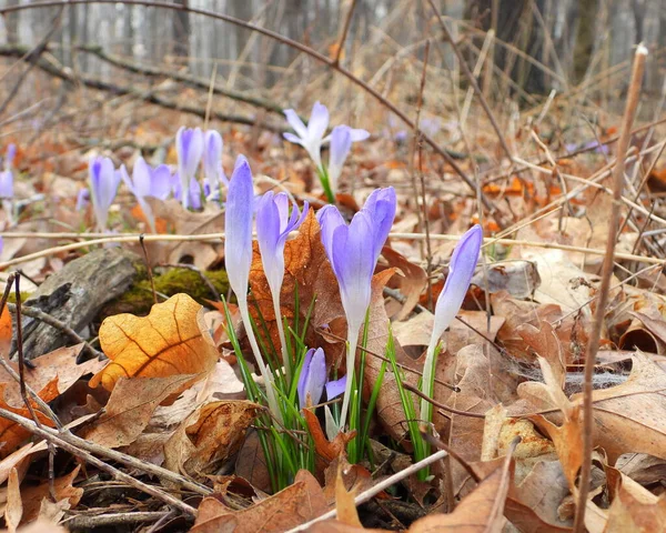 Woodland Crocus Flowers Blooming Forest — Stock Photo, Image