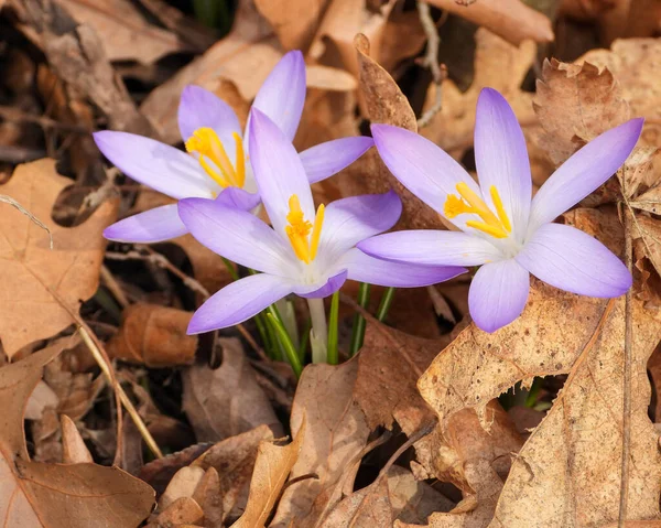 Ormanda çiçek açan Orman Crocus Çiçekleri