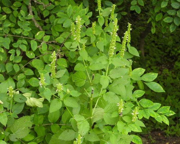 Agastache Nepetoides Yellow Giant Hyssop Native North American Wildflower — Stock Photo, Image