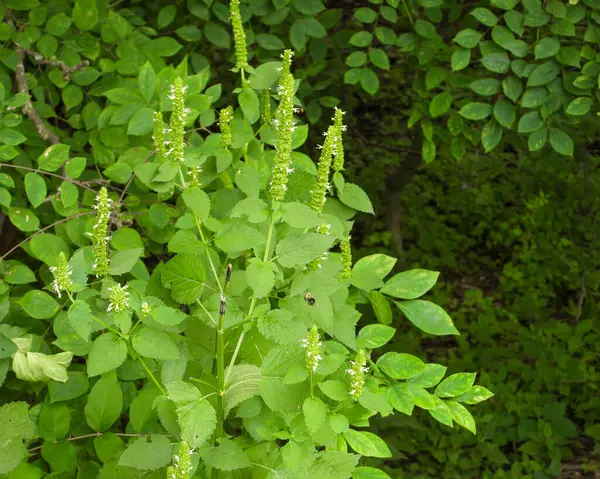 Agastache Nepetoides Yellow Giant Hyssop Native North American Wildflower — Stock Photo, Image