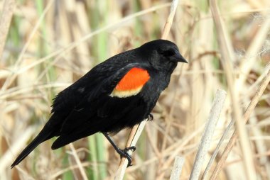 Kırmızı kanatlı Karatavuk (Agelaius phoeniceus) Ortak Kuzey Amerika Kuşu