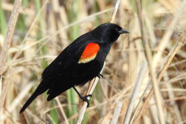 Kırmızı kanatlı Karatavuk (Agelaius phoeniceus) Ortak Kuzey Amerika Kuşu