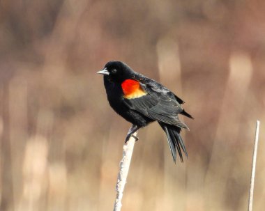 Kırmızı kanatlı Karatavuk (Agelaius phoeniceus) Ortak Kuzey Amerika Kuşu