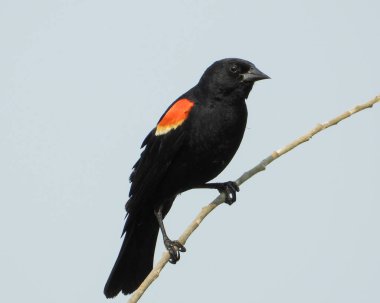 Kırmızı kanatlı Karatavuk (Agelaius phoeniceus) Ortak Kuzey Amerika Kuşu