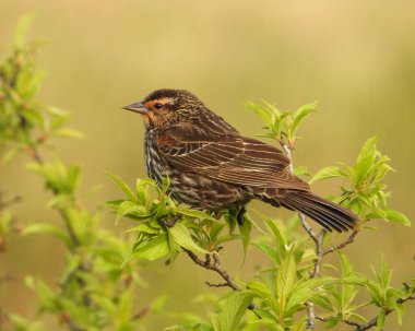 Kırmızı kanatlı Karatavuk (Agelaius phoeniceus) Ortak Kuzey Amerika Kuşu