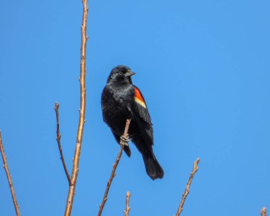 Red-winged Blackbird (Agelaius phoeniceus) Common North American Bird clipart