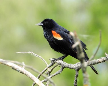 Kırmızı kanatlı Karatavuk (Agelaius phoeniceus) Ortak Kuzey Amerika Kuşu