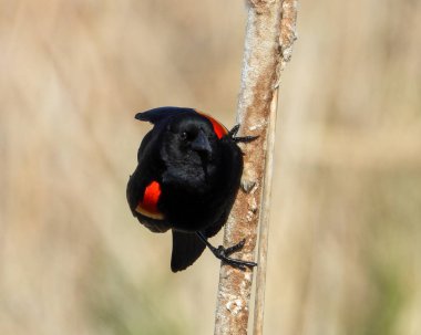 Kırmızı kanatlı Karatavuk (Agelaius phoeniceus) Ortak Kuzey Amerika Kuşu