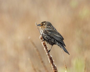 Kırmızı kanatlı Karatavuk (Agelaius phoeniceus) Ortak Kuzey Amerika Kuşu