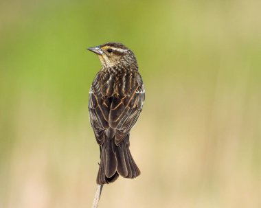 Kırmızı kanatlı Karatavuk (Agelaius phoeniceus) Ortak Kuzey Amerika Kuşu