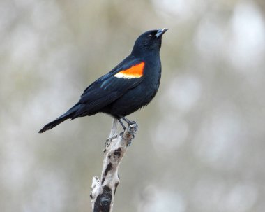 Kırmızı kanatlı Karatavuk (Agelaius phoeniceus) Ortak Kuzey Amerika Kuşu