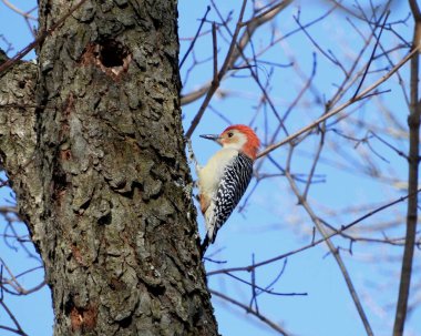 Kırmızı Göbekli Ağaçkakan (Melanerpes carolinus) Kuzey Amerika Kuşu