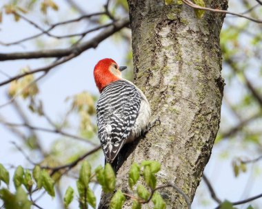 Kırmızı Göbekli Ağaçkakan (Melanerpes carolinus) Kuzey Amerika Kuşu