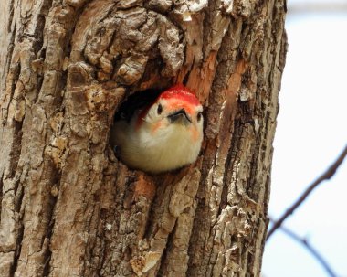 Kırmızı Göbekli Ağaçkakan (Melanerpes carolinus) Kuzey Amerika Kuşu