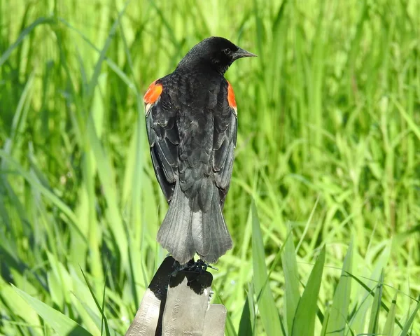 Rotflügelamsel Agelaius Phoeniceus Gemeiner Nordamerikanischer Vogel — Stockfoto