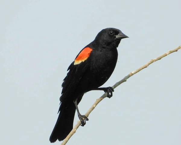 Kırmızı kanatlı Karatavuk (Agelaius phoeniceus) Ortak Kuzey Amerika Kuşu