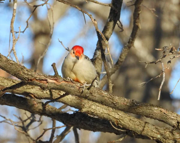 Pic Ventre Rouge Melanerpes Carolinus Oiseau Amérique Nord — Photo