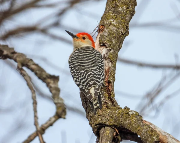 Red-bellied Woodpecker (Melanerpes carolinus) North American Bird