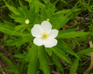 Anemone canadensis (Kanada Anemone) Kuzey Amerika 'nın Kır Çiçeği