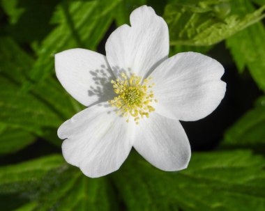 Anemone canadensis (Kanada Anemone) Kuzey Amerika 'nın Kır Çiçeği