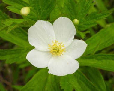 Anemone canadensis (Kanada Anemone) Kuzey Amerika 'nın Kır Çiçeği