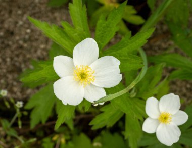 Anemone canadensis (Kanada Anemone) Kuzey Amerika 'nın Kır Çiçeği