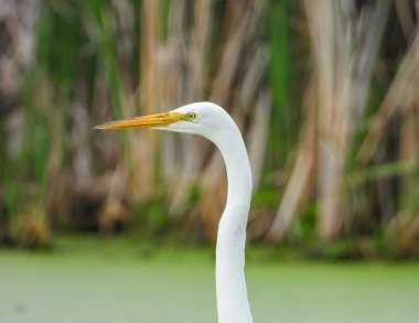 Büyük Akbalıkçıl (Ardea alba) Kuzey Amerika Uçan Kuşu