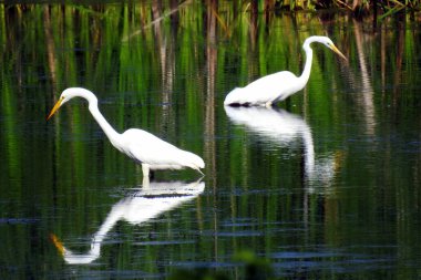 Büyük Akbalıkçıl (Ardea alba) Kuzey Amerika Uçan Kuşu