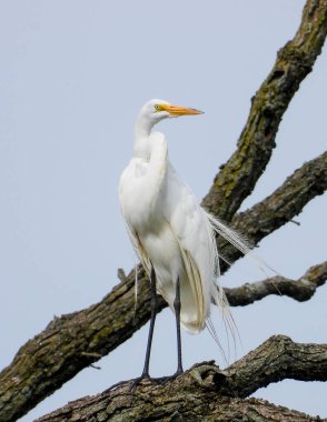 Büyük Akbalıkçıl (Ardea alba) Kuzey Amerika Uçan Kuşu