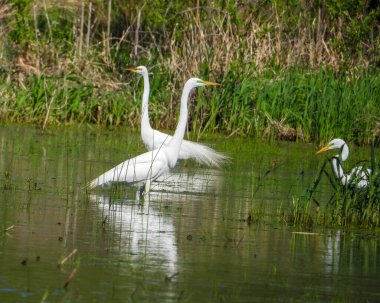 Büyük Akbalıkçıl (Ardea alba) Kuzey Amerika Uçan Kuşu