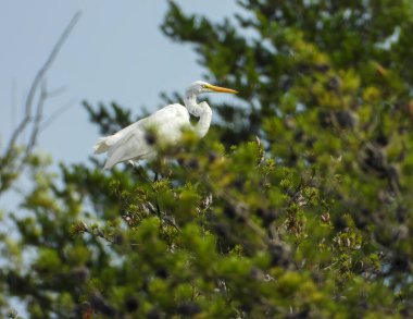 Büyük Akbalıkçıl (Ardea alba) Kuzey Amerika Uçan Kuşu