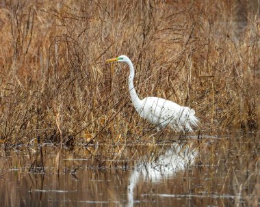 Büyük Akbalıkçıl (Ardea alba) Kuzey Amerika Uçan Kuşu