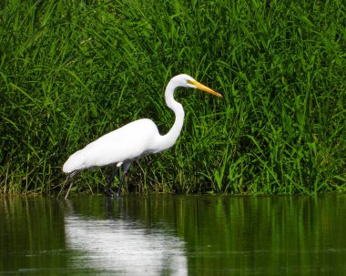 Büyük Akbalıkçıl (Ardea alba) Kuzey Amerika Uçan Kuşu