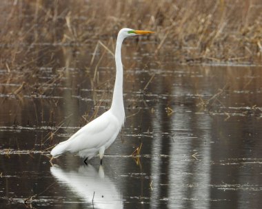 Great Egret (Ardea alba) North American Wading Bird clipart