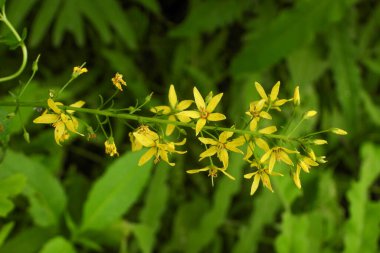 Lysimachia Terrestris (Bataklık Mumları) Kuzey Amerika 'nın yerlisi Yaban Çiçeği