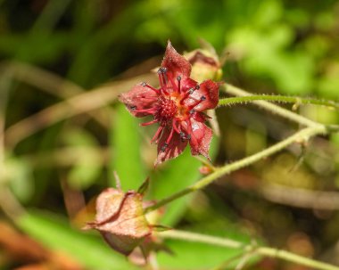 Comarum palustre (Marsh Cinquefoil) Kuzey Amerika 'nın Yerlisi Yaban Çiçeği