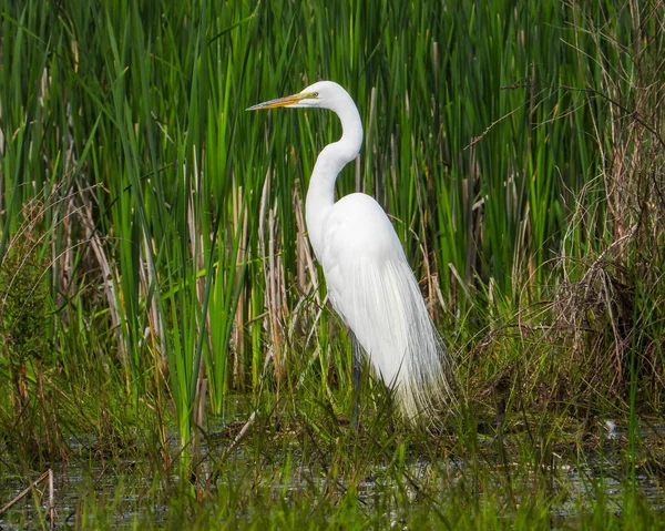 Büyük Akbalıkçıl (Ardea alba) Kuzey Amerika Uçan Kuşu