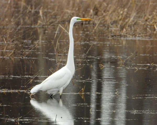 Büyük Akbalıkçıl (Ardea alba) Kuzey Amerika Uçan Kuşu